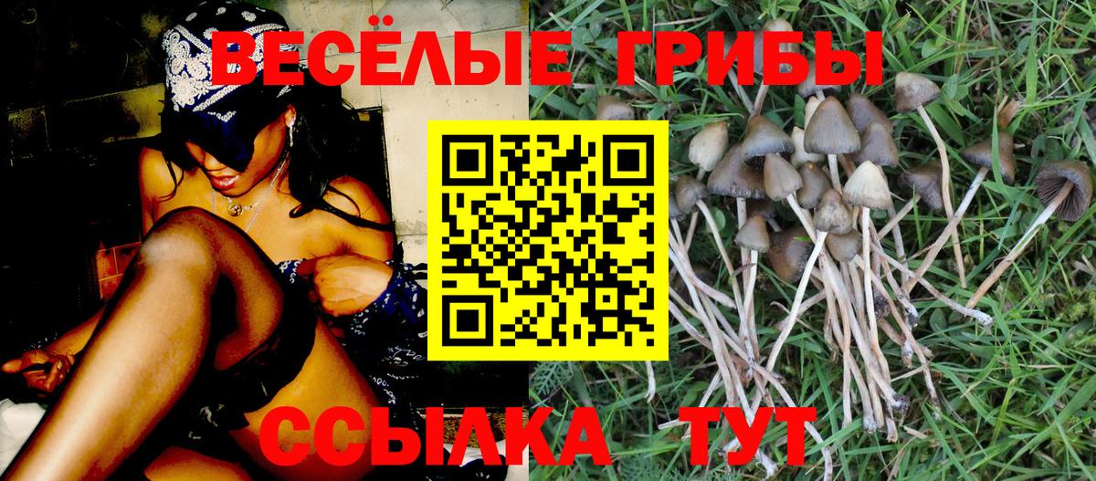 Псилоцибиновые грибы Cubensis Россия